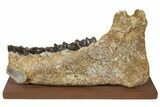 Fossil Titanothere (Megacerops) Jaw - South Dakota #228176-1